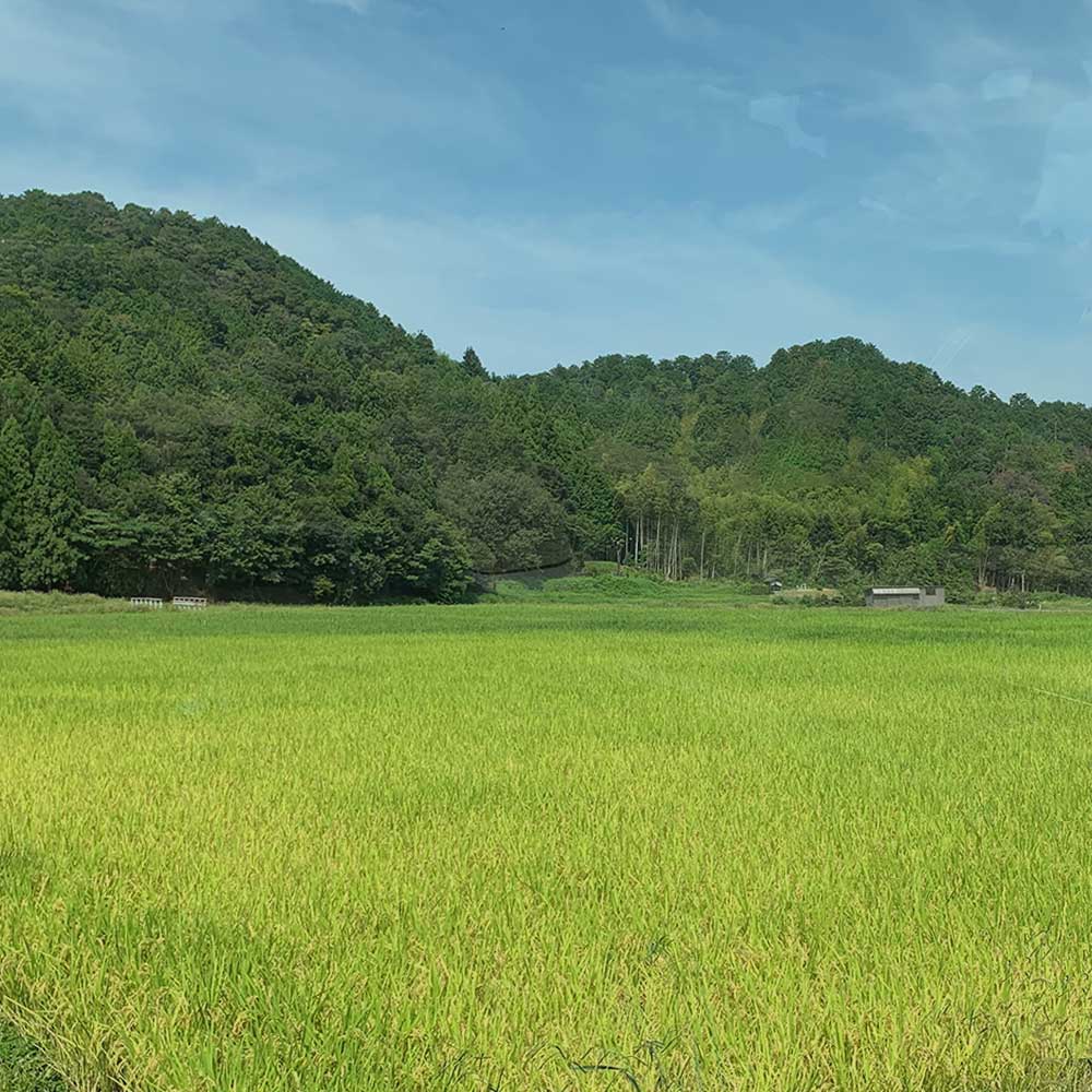 飯盛農産|パッケージ制作